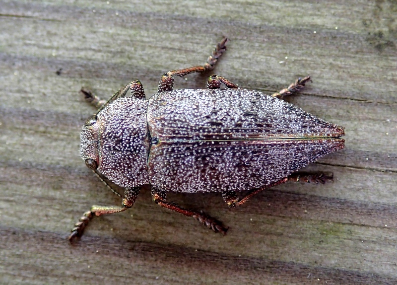 Dicerca aenea